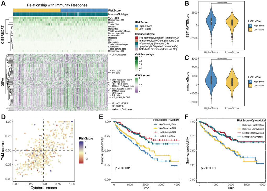 (A) The landscape of immunity response by the cibersort and GSVA; (B, C) The immune score and estimate score by the R package “estimate”; (D) The correlation between the TAM score and cytotoxic score; (E, F) The KM analysis of TAM score and cytotoxic score.