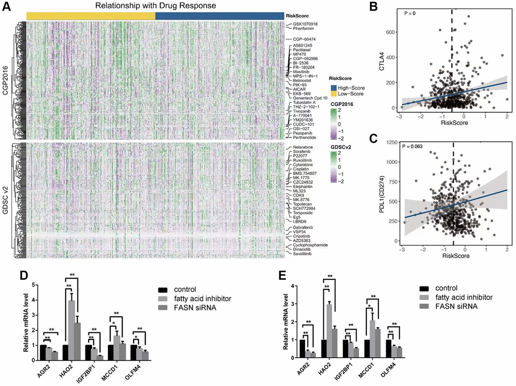 (A) The landscape of drug response by the CGP and GDSC; (B, C) The correlation between the risk score and the expression level of CTLA4 and PDL1; (D, E) The results of 5 key genes by the test of Q-PCR among three groups: control group; fatty acid inhibitor group, and the FASN siRNA group, caki-1 cell line (D); 786-0 cell line (E).