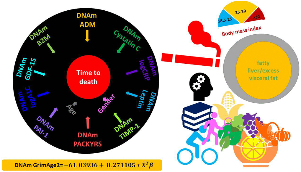 DNAm GrimAge2. The left panel displays the components of GrimAge2 trained by Cox regression with an elastic net penalty. The elastic net regression model automatically selected the following covariates: chronological age (Age), gender (Female), and ten DNAm based surrogates for smoking pack-years (DNAm PACKYRS), adrenomedullin levels (DNAm ADM), beta-2 microglobulin (DNAm B2M), cystatin C (DNAm Cystatin C), growth differentiation factor 15 (DNAm GDF-15), leptin (DNAm Leptin), log-scale high sensitivity C-reactive protein (DNAm logCRP), log-scale hemoglobin A1C (DNAm logA1C), plasminogen activation inhibitor 1 (DNAm PAI-1), tissue inhibitor metalloproteinase 1 (DNAm TIMP-1). The linear combination of the covariate values XTβ was linearly transformed to be in units of years, as described in the bottom. Technically speaking, DNAm GrimAge2 is an epigenetic clock for mortality risk. Metaphorically speaking, it estimates biological age in units of years. The right panel displays selective factors including diet, lifestyle and clinical biomarkers that were significantly associated with age acceleration measure of GrimAge2 or age-adjusted DNAm biomarkers underlying GrimAge2 in our downstream analysis.