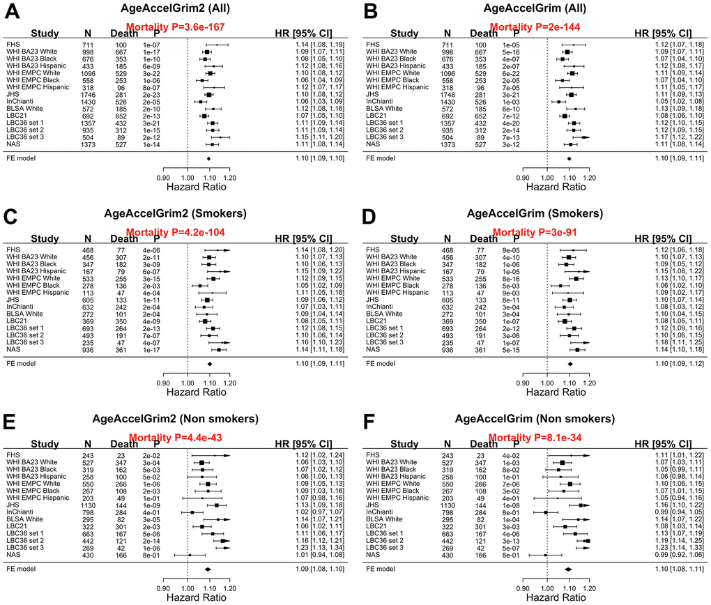 Meta analysis forest plots for predicting all-cause mortality in all, smokers and non-smokers. Fixed effect models meta analysis was performed to combine mortality analysis across 15 strata from 9 study cohorts. Analysis was performed across different strata formed by racial groups within cohort and set within LBC36, using (A, B) all individuals, (C, D) smokers (former and current), and (E, F) non-smokers, respectively. Each panel reports a meta-analysis forest plot for combining hazard ratios predicting time-to-death based on AgeAccelGrim2 (on the left panel) and AgeAccelGrim (on the right panel). The sub-title of each panel reports the meta analysis P-value. Each hazard ratio (HR) corresponds to a one-year increase in AgeAccel measure.