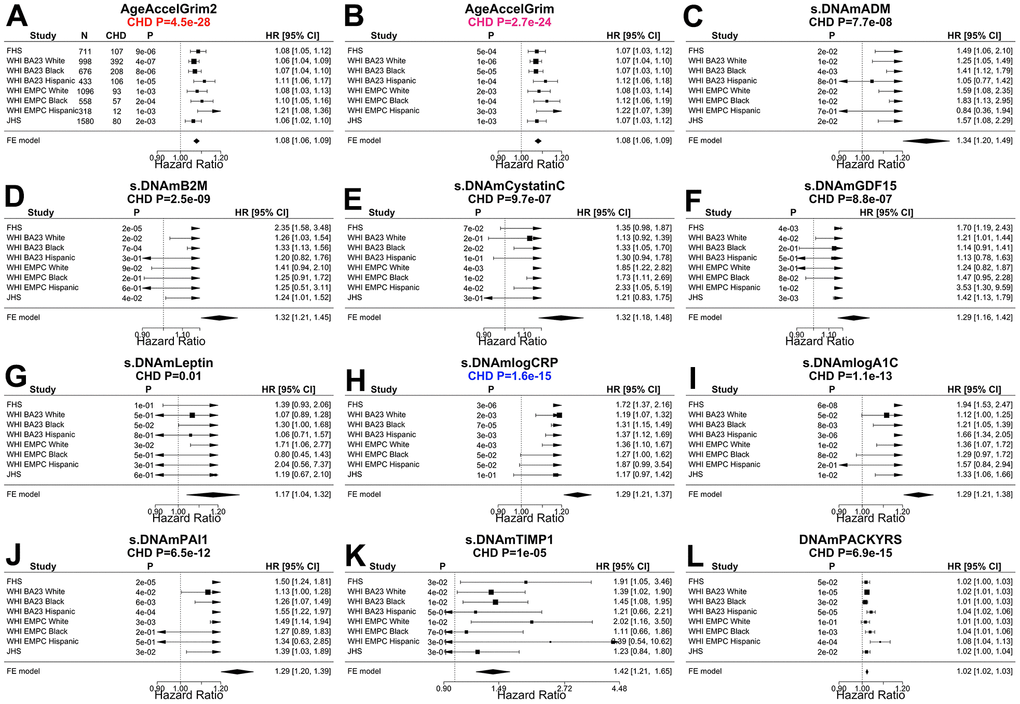 Meta analysis forest plots for predicting time-to-coronary heart disease. Fixed effect models meta analysis was performed to combine Cox regression analysis of coronary heart disease (CHD) across 8 strata from 4 study cohorts. Each panel reports a meta analysis forest plot for combining hazard ratios predicting time-to-CHD based on a DNAm based biomarker (reported in the figure heading) across different strata formed by racial groups within the cohort. (A, B) Results for AgeAccelGrim2 and AgeAccelGrim. Each row reports a hazard ratio (for time-to-CHD) and a 95% confidence interval resulting from a Cox regression model in each strata. (C–L) display the results for (age-adjusted) DNAm based surrogate markers of (C) adrenomedullin (ADM), (D) beta-2 microglobulin (B2M), (E) cystatin C (Cystatin C), (F) growth differentiation factor 15 (GDF-15), (G) leptin, (H) log scale of C reactive protein (CRP), (I) log scale of hemoglobin A1C, (J) plasminogen activation inhibitor 1 (PAI-1), (K) tissue inhibitor metalloproteinase 1 (TIMP-1) and (L) smoking pack-years (PACKYRS). The sub-title of each panel reports the meta analysis P-value. (A, B) Each hazard ratio (HR) corresponds to a one-year increase in AgeAccel. (C–K) Each hazard ratio corresponds to an increase in one-standard deviation. (L) Hazard ratios correspond to a one-year increase in pack-years. The most significant Meta analysis P-value is marked in red (AgeAccelGrim2), followed by hot pink (AgeAccelGrim) and blue (DNAm logCRP), respectively.