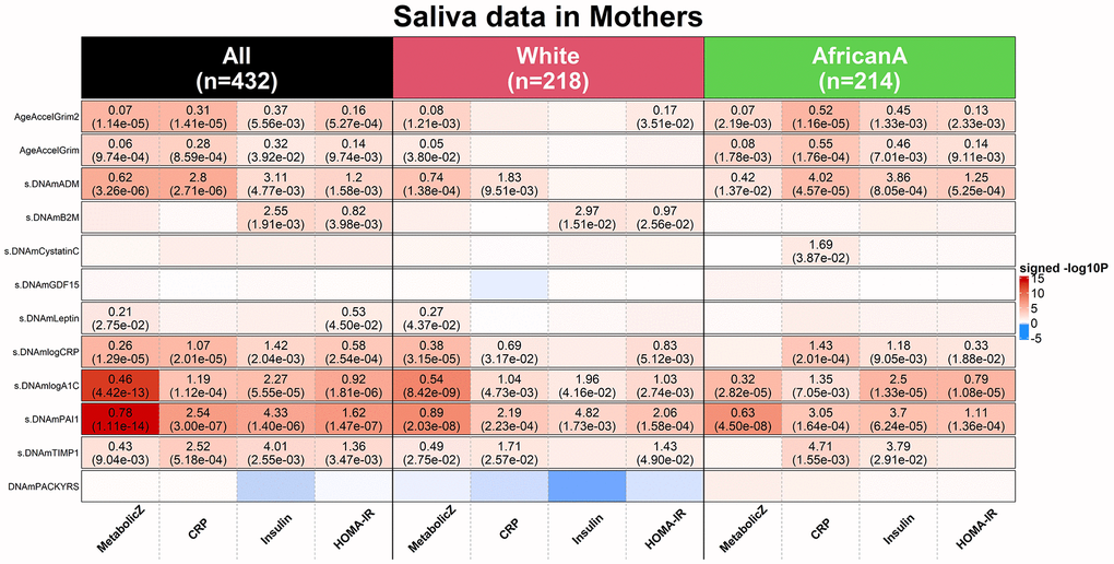 Applications of DNAm GrimAges on saliva methylation data in NGHS. DNAmGrimAge, DNAmGrimAge2 and its components were estimated in saliva methylation data from mothers. Linear regression analysis was performed to study the association between 1) dependent variables: clinically relevant measures: metabolic Z score, high sensitivity C-reactive protein (CRP), insulin resistant and HOMA for insulin resistance (HOMA-IR) [32] and 2) independent variables: AgeAccelGrim2, AgeAccelGrim, and nine scaled DNAm-based surrogates of proteins and DNAmPACKYRS. Regression models were performed in all mothers (n=432) and stratified by ethnic/racial groups: White (n=218) and African American (n=214). Analysis was adjusted for age and batch effect and adjusted for race as needed. The y-axis lists DNAm-based variables and the x-axis lists the clinically relevant measures. Each cell presents beta coefficient (P-value), provided P