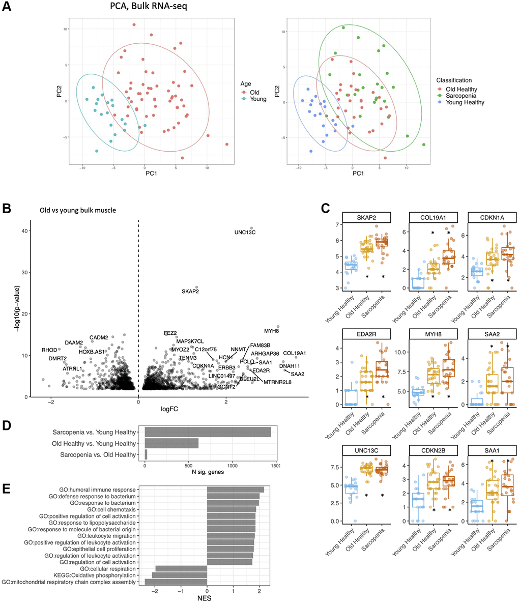 Bulk RNA-seq identifies major gene expression changes in muscle with age. (A) Principal component analysis (PCA) of bulk young, old and frail skeletal muscle. (left) Young (less than 20 years old) in blue, old (more than 65 years old) in red. (right) Young (blue), old (red), frail subjects (green). (B) Volcano plot of expression changes in old vs. young muscle. Labelled top 30 by abs (logFC) × -loglO (p-value). (C) Log (CPM) of MYH8, COL19Al, MTRNL8, CDKNlA, CDKN2B, AREG in young (green), old (blue) and frail subjects (red). Boxplot shows 25% percentile, 75% percentile and median. Stars were added when significant compared to young healthy (q D) Number of DEGs per comparison. (E) Pathway analysis of dysregulated genes with age using KEGG, GO database (GSEA).