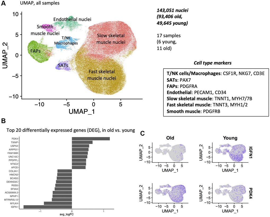 Single-nuclei sequencing reveals 7 clusters of unique cell types, and differential gene expression with age. (A) Uniform Manifold Approximation and Projection (UMAP) of 5′ single nuclei sequencing of human muscle. All samples are shown, after data normalization and Louvain clustering. (B) Top 20 differentially expressed genes (DEG), in old vs. young samples. All cells from all cell types are used in this test. Wilcoxon test, top 20 DEGs by logFC. (C) Expression of PDK4 and IGFNl in young and old samples.