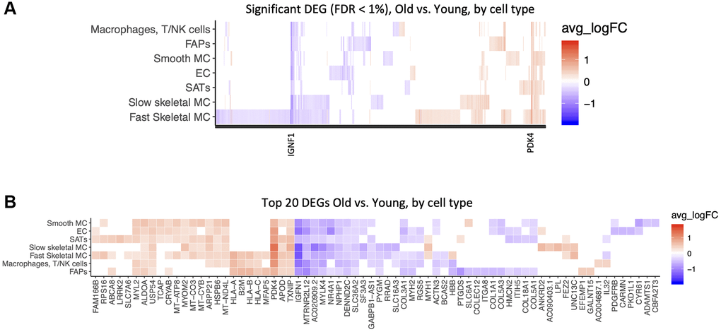 Common and cell-type specific gene expression changes with age. Significant differentially expressed genes (DEG) in old versus young samples. A Wilcoxon test was performed for each gene in each cell type between samples, with a logFold-Change (logFC) threshold of .25, and False-Discovery Rate (FDR) A) All DEGs are shown by cell type. (B) Top 20 DEGs are shown by cell type, ranked by absolute logFC.