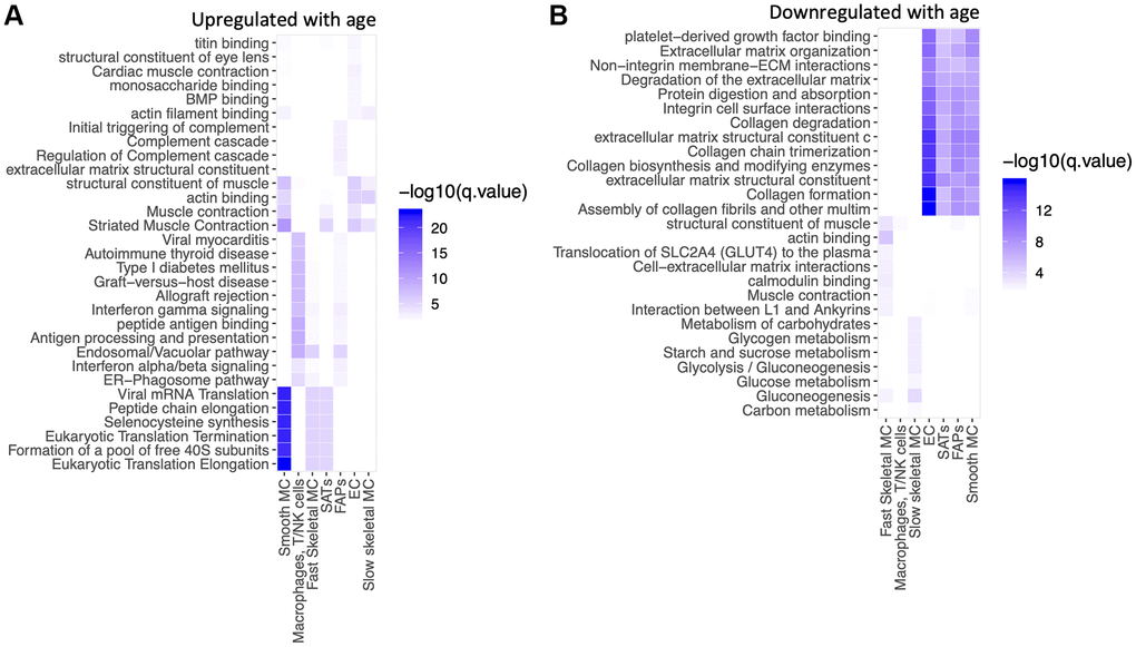 mRNA translation, gamma interferon and complement cascade are upregulated in selective cell types with aging. Pathway analysis of top 100 up-regulated and top 100 down-regulated genes with age in each cell type. GO, KEGG, Reactome pathways were queried. Over-representation was assessed using a hyper-geometric test at FDR 1%. (A) Upregulated with age. (B) Downregulated with age.