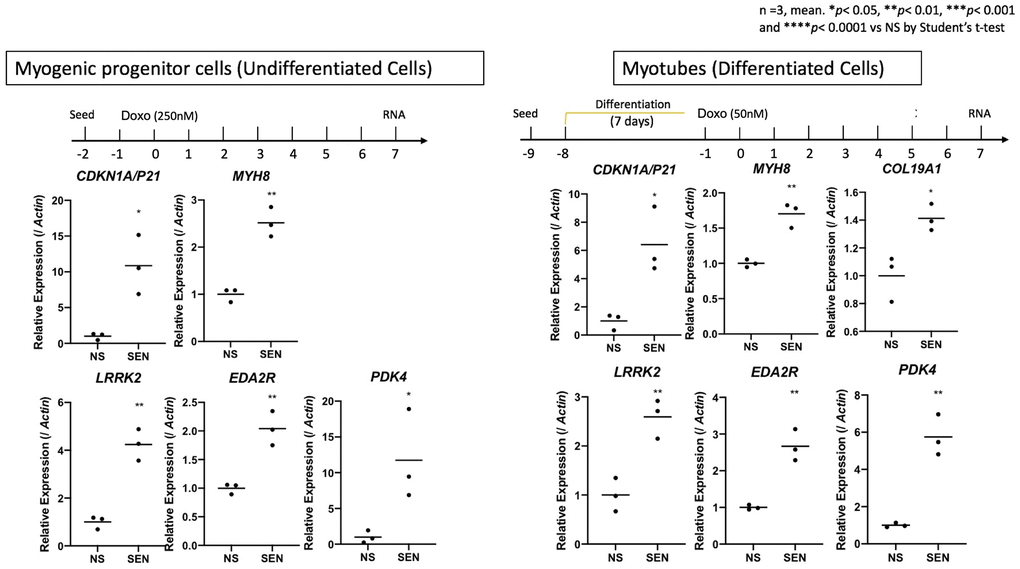 Validation of senescent markers in cultured human muscle cells. Quantitative PCR (qPCR) of CDKN1A, MYH8, COL19A1, LRRK2, EDA2R and PDK4 after 7 days of incubation in senescent vs. non-senescent cells. Senescence was induced using Doxorubicin in a cell line of Myogenic Progenitor cells (un-differentiated cells, left) and Myotubes (differentiated HSMMs, right). Expression is shown relative to Actin. 3 replicates in each condition/gene.