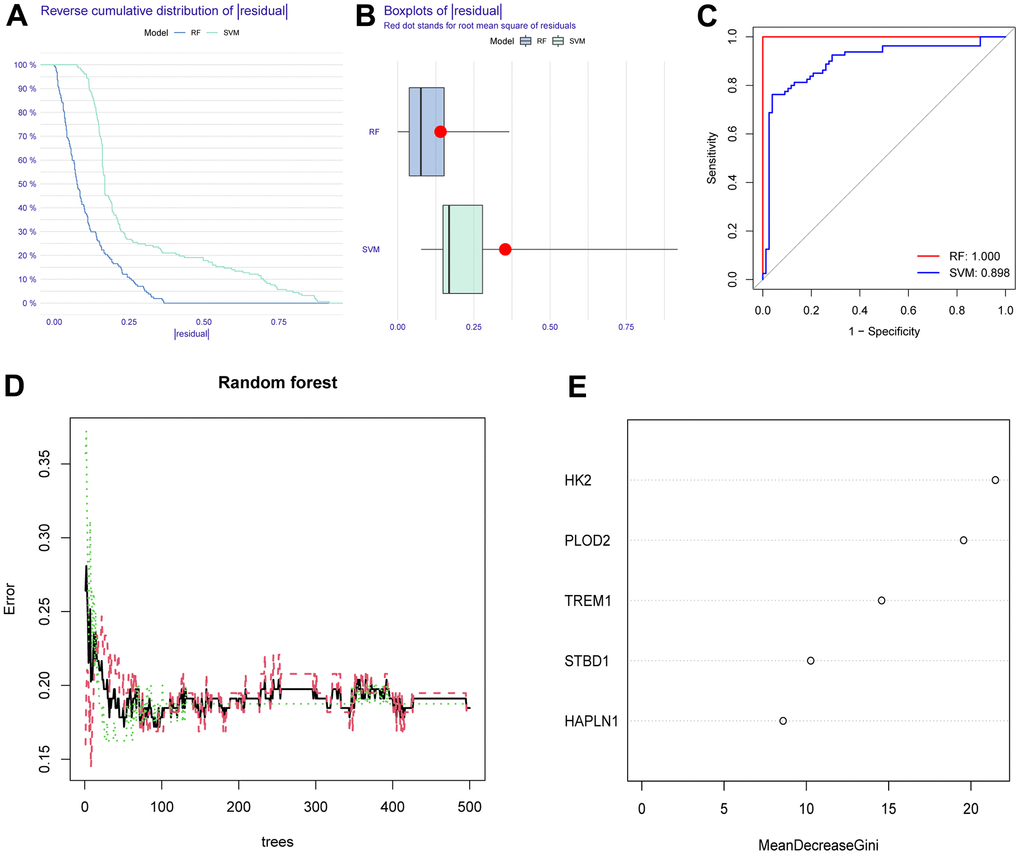 Construction and assessment of RF and SVM model. (A) Reverse cumulative residual distribution of RF and SVM model. (B) Boxplots of the residuals of RF and SVM model. (C) ROC of RF and SVM model. (D, E) RF algorithm of the sample. RF, random forest. SVM, support vector machine. ROC, receiver operating characteristic curve.