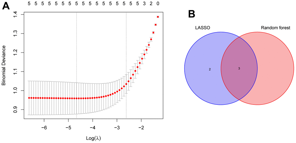 Identification of the reliable autophagy biomarkers of PE. (A) LASSO regression analysis of five autophagy genes among key modules and DEGs. (B) Venn plot exhibiting the reliable autophagy biomarkers among LASSO and RF model, including HK2, PLOD2, and TREM1. PE, preeclampsia. LASSO, least absolute shrinkage and selection operator. DEGs, differentially expressed genes. RF, random forest.