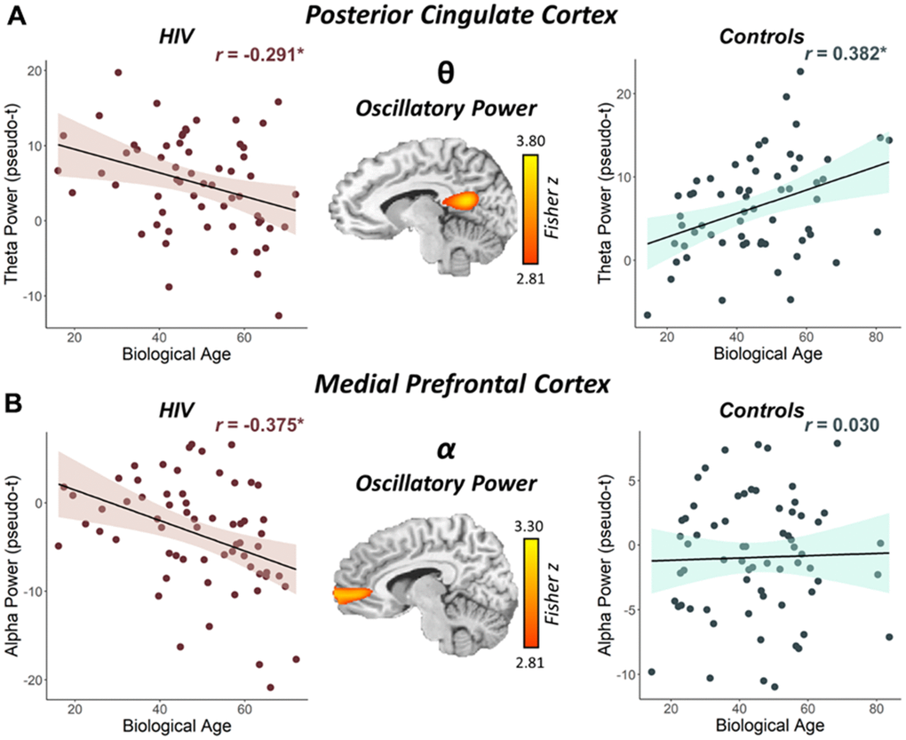 Interaction between biological age and HIV status on the posterior cingulate theta response and the medial prefrontal cortex alpha response. (A) The brain image (middle) represents the voxel-wise interaction between biological age and HIV status (i.e., people with HIV vs. seronegative controls) in oscillatory theta power in the left posterior cingulate. (B) The brain image (middle) represents the voxel-wise interaction between biological age and HIV status in oscillatory alpha power in the right medial prefrontal cortex. Peak voxel power values were extracted from both clusters depicted in these images and plotted as a function of biological age by HIV status to visualize the differing relationships between biological age and oscillatory neural activity. *p 