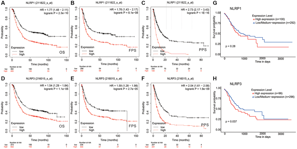 Kaplan-Meier survival curves comparing the high and low expression of NLRP1/NLRP3 in gastric cancer. In the Kaplan-Meier plotter database, (A–C) high NLRP1 expression was correlated with poor OS (n = 875, HR = 1.77, p = 2.3e-10), FPS (n = 640, HR = 1.76, p = 8.1e-08), and PPS (n = 498, HR = 2.73, p = 1e-16); (D–F) high NLRP3 expression was correlated with bad OS(n = 875, HR = 1.54, p = 1.1e-06), PFS (n = 640, HR = 1.59, p = 2.71e-05), and PPS (n = 498, HR = 2.04, p = 1.9e-09). (G and H) In TCGA data, High NLRP1/NLRP3 expression was associated with lower 10-year survival (n = 392, NLRP1 p = 0.28; NLRP3 p = 0.037).