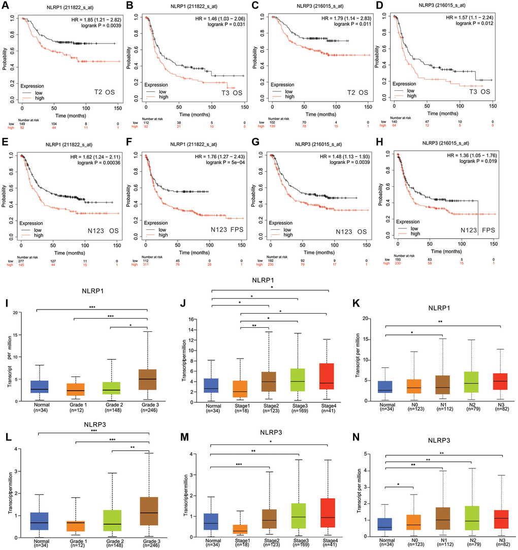 The relationship between NLRP1/NLRP3 expression levels with clinical characteristics of patients with GC. In Kaplan Meier Plotter, high expression of NLRP1 was correlated with worse prognosis of GC patients in (A) Stage T2 (n = 241, OS, HR = 1.85, p = 0.0039), (B) Stage T3 (n = 204, OS HR = 1.461, p = 0.031). High expression of NLRP3 was correlated with worse prognosis of GC patients in (C) stage T2 (n = 241, OS, HR = 1.79, p = 0.011), (D) Stage T3 (n = 204, OS, HR = 1.57, p = 0.012). High expression of NLRP1 was correlated with worse prognosis of GC patients in (E, F) Stages N1+2+3 (n = 422, OS, HR = 1.62, p = 0.00036; PFS, HR = 1.76, p = 5e−04). High expression of NLRP3 was correlated with worse prognosis of GC patients in (G, H) Stages N1+2+3 (n = 422, OS, HR = 1.48, p = 0.0039; PFS, HR = 1.36, p = 0.019). (I–N) In TCGA, Expression level of NLRP1/NLRP3 has a significant correlation with tumor grade, cancer stage, and lymph node metastasis. *p **p 