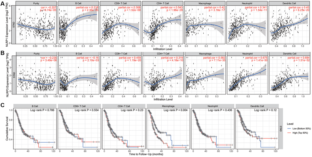 The correlation of infiltration levels of six types of immune cell types with NLRP1/NLRP3 expression levels and survival in STAD (n = 415) in TIMER 2.0. (A) NLRP1 expression level is significantly negatively related to tumor purity and has a significantly positive correlation with the abundance of all 6 types of immune cells in STAD (all p B) NLRP3 expression is significantly negatively related to tumor purity and has a significant positive correlation with 5 types of immune cells (CD8+ T cells, CD4+ T cells, macrophages, neutrophils, and dendritic cells, other than B cells) in STAD (p C) In six types of immune cell, the infiltration level of macrophage was significantly correlated with the cumulative survival of patients of STAD (p = 0.004).