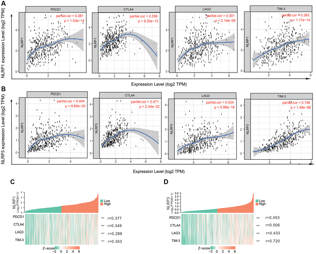 The correlation of NLRP1/NLRP3 with immune checkpoints in TIMER 2.0. (A) The expression scatterplots between NLRP1 and immune checkpoint genes (PCD1, r = 0.381, p = 1.53 × 10−14; CTLA4, r = 0.358, p = 6.20 × 10−13; LAG3, r = 0.301, p = 2.14 × 10−9; and TIM-3 r = 0.383, p = 1.17 × 10−14); (B) The expression scatterplots between NLRP3 and immune checkpoint genes (PCD1, r = 0.444, p = 9.89 × 10−20; CTLA4, r = 0.471, p = 2.44 × 10−22; LAG3, r = 0.424, p = 5.98 × 10−18; and TIM-3 r = 0.746, p = 1.49 × 10−68). (C) The single-gene co-expression heat map of NLRP1 and immune checkpoint genes (PCD1, r = 0.377, p p p p D) The single-gene co-expression heat map of NLRP3 and immune checkpoint genes (PCD1, r = 0.453, p p p p 