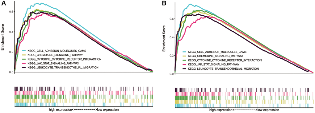 Tumor immune-related pathways enriched in NLRP1/NLRP3 high NLRP1/NLRP3 expression group by using GSEA. (A and B) NLRP1 and NLRP3 were both involved in pathways of cell adhesion molecules (CAMs), chemokines, leukocyte transendothelial migration, cytokine-cytokine receptor interaction, and leukocyte transendothelial migration.