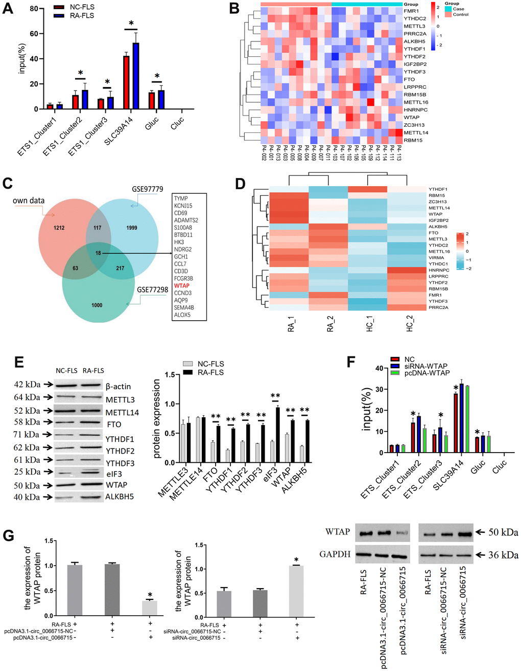 The effect of ETS1 m6A methylation modification on macrophage polarization. (A) Analysis of m6A methylation modification sites and ETS1-m6A-qPCR.*P B) Heatmap of genes associated with m6A RNA methylation. (C) Venn diagram of methylation-related genes in the dataset. (D) Analysis of the mRNA expression of the main modification enzymes of m6A RNA methylation. (E) m6A methylase protein expression in co-cultured cells by western blotting. **P F) ETS1 methylation expression after WTAP intervention. **P P G) The effect of circ