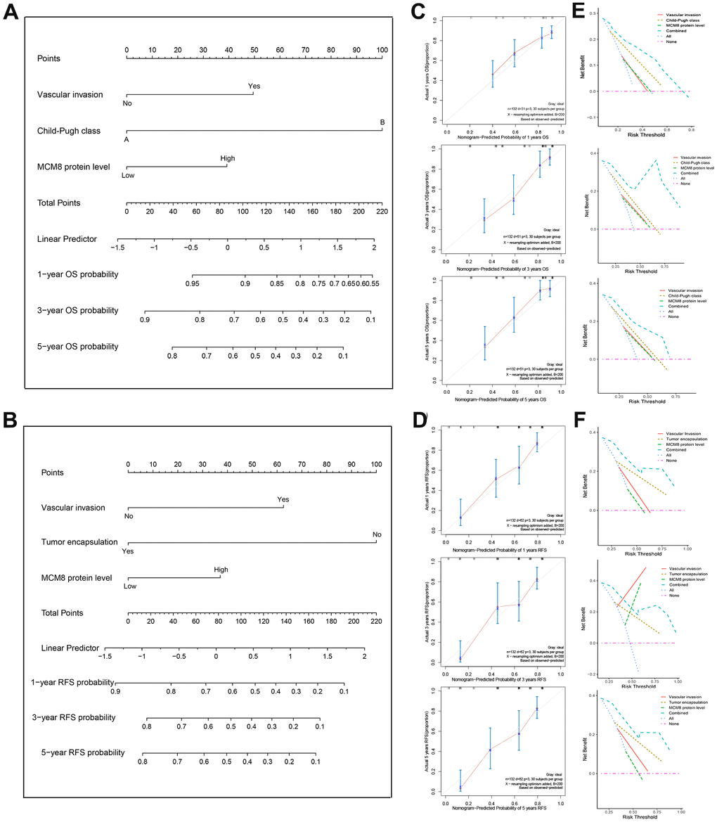 Construction and validation of the prognostic nomogram. (A, B) Nomogram established from a cohort of 132 HCC patients to predict OS (A) and RFS (B) probability. (C, D) The calibration plot of the nomogram for predicting the OS (C) and RFS (D) survival probability at 1-, 3-, and 5-year. (E, F) DCA curves shown that nomogram exhibited highest net benefit for 1-, 3-, and 5-year OS (E) and RFS (F) prediction than three single predictive factors.