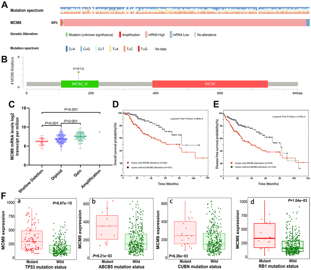 MCM8 alteration was associated with worse survival in HCC patients. (A) 60% of the queried patients have detected alteration of MCM8 in the cBioPortal database. (B) A mutational hotspot of H161Q/Missense was detected in 29 HCC patients. (C) Dysregulation of MCM8 mRNA expression correlated with copy number alterations in HCC. (D, E) Patients with MCM8 alteration have poorer overall survival probability (D) and disease-free survival probability (E) than patients without genetic alterations. (F) Mutation status of TP53 (a), ABCB5 (b), CUBN (c) and RB1 (d) were correlated with dysregulation of MCM8 mRNA expression in HCC.