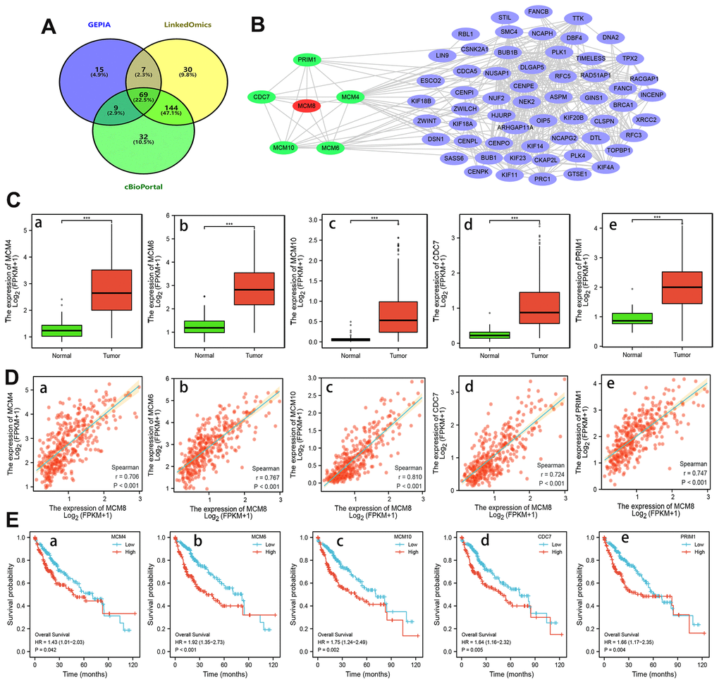 Analysis of MCM8 co-expressed genes in HCC. (A) 69 overlapping co-expressed genes of MCM8 were identified from the GEPIA, LinkedOmics and cBioPortal database. (B) The PPI network showed that the MCM4, MCM6, MCM10, CDC7 and PRIM1 protein directly interacted with MCM8. (C) MCM4 (a), MCM6 (b), MCM10 (c), CDC7 (d) and PRIM1 (e) mRNA were overexpressed in HCC. (D) Correlation of MCM8 mRNA levels with MCM4 (a), MCM6 (b), MCM10 (c), CDC7 (d) and PRIM1 (e) mRNA levels. (E) Higher MCM4 (a), MCM6 (b), MCM10 (c), CDC7 (d) and PRIM1 (e) mRNA expression predicted poorer overall survival times of HCC patients. ***P