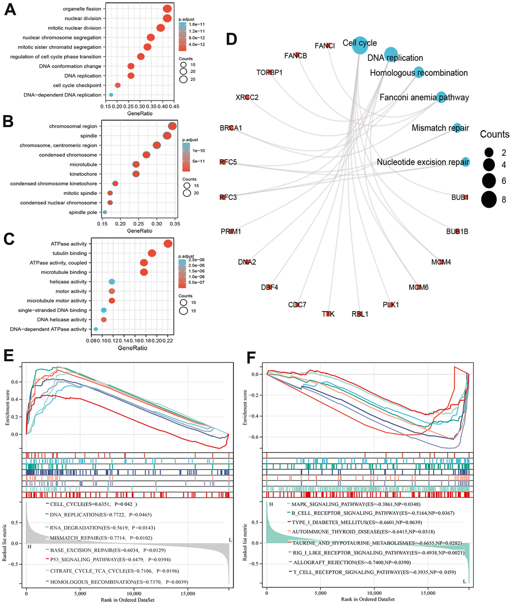 Functional enrichment analysis of MCM8 in HCC. (A–C) The bubble diagram for the biological process (A), cellular component (B), and molecular function (C) items in GO analysis on co-expression genes of MCM8. (D) Results of KEGG enrichment analysis on co-expression genes of MCM8. (E, F) GSEA results of significant signaling pathways that high (E) and low (F) MCM8 expression data sets enriched.