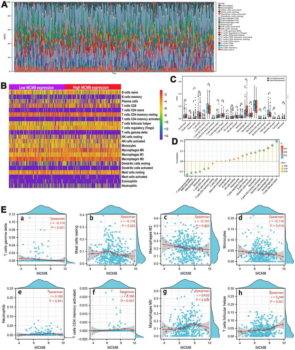 Association between MCM8 mRNA expression and immune infiltration in HCC. (A) Estimated fractions of 22 immune cells in each HCC tissue, where different color represented different cell types. (B) The heat map shows the difference in immune cells infiltration between high and low SNRPA expression HCC samples. (C) The comparison of estimated fractions of 22 immune cells between the high and low MCM8 expression samples. (D) Correlation between MCM8 expression and 22 tumor-infiltrating immune cells in HCC using the ssGSEA algorithm. (E) The correlation of MCM8 expression with immune infiltration level of T cells gamma delta (a), Mast cells resting (b), Macrophages M2 (c) and Monocytes (d), Neutrophils (e), T cells CD4 memory activated (f1), Macrophage M0 (g), and T cells follicular helper (h). *PPP