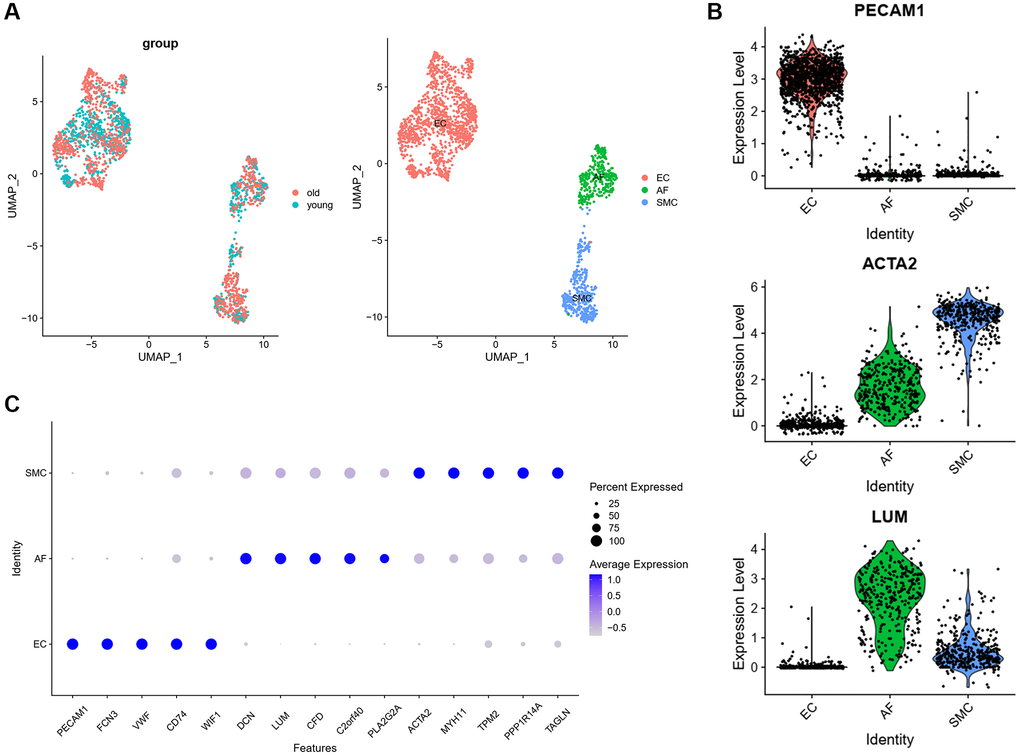 Transcriptomic profile of aortic arches from young and old monkeys. (A) UMAP plots of the scRNA-seq datasets displayed by group and cell type. (B) The expression of classic markers in each cell type. (C) Top 5 marker genes in each cell type. Abbreviation: UMAP: Uniform Manifold Approximation and Projection.