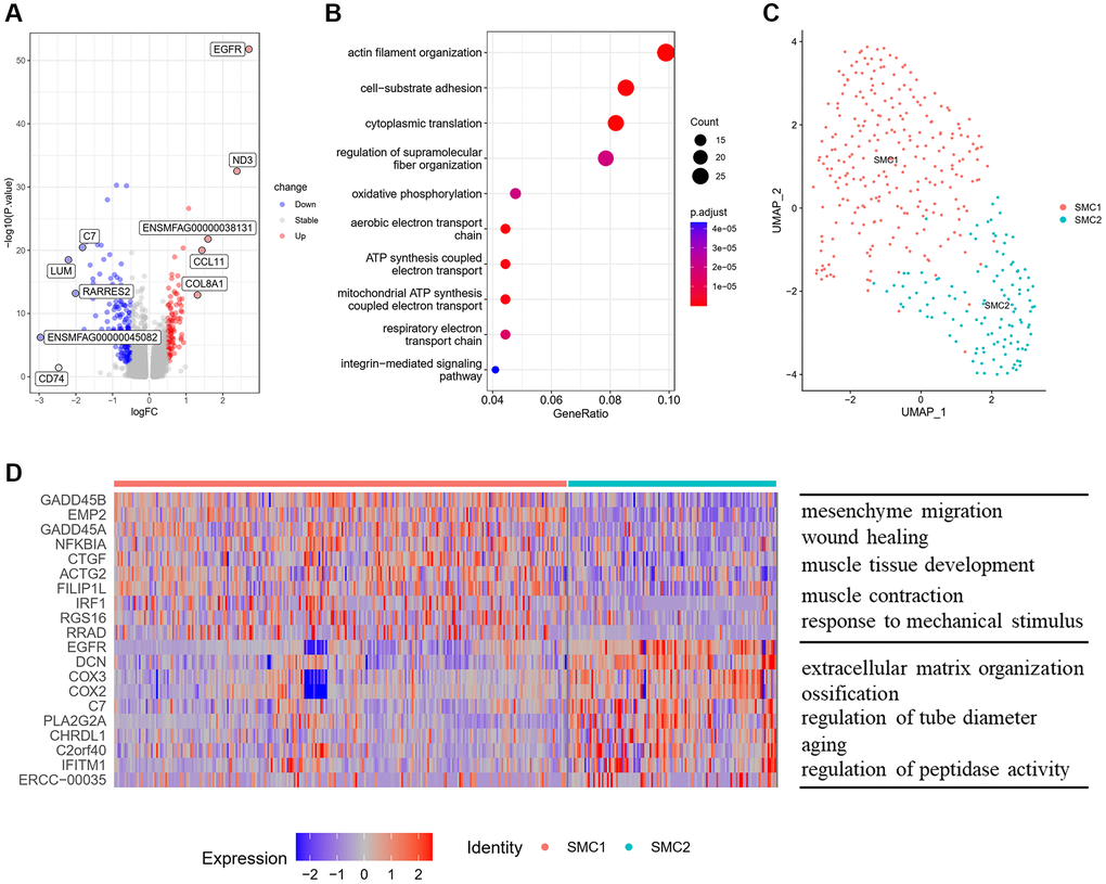 Characteristics of SMCs and their subpopulations. (A) Volcano plot of DEG (average log fold change > 0.25, P value B) GOBP analysis of upregulated DEG. (C) UMAP plots of SMC subpopulations displayed by cell type. (D) Heatmap showing the top 10 genes of each SMC subpopulation (left) and GOBP enriched by upregulated DEG in each subpopulation (right). Abbreviations: DEG: differentially expressed genes; GOBP: gene ontology biological process.