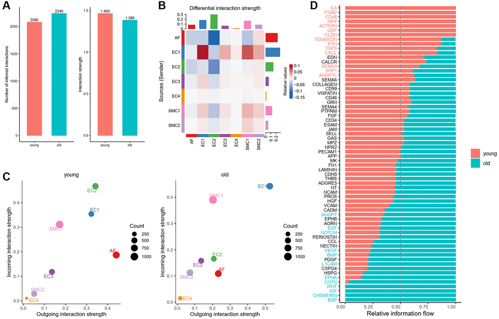 Overview of intercellular communication between young and old group. (A) Total interaction number and strength in young and old group. (B) Heatmap of differential interaction strength in young and old group. (C) Scatter plot of incoming and outgoing interaction strength of each cell population in young and old group. (D) Overall information flow of each signaling pathway in young and old group.