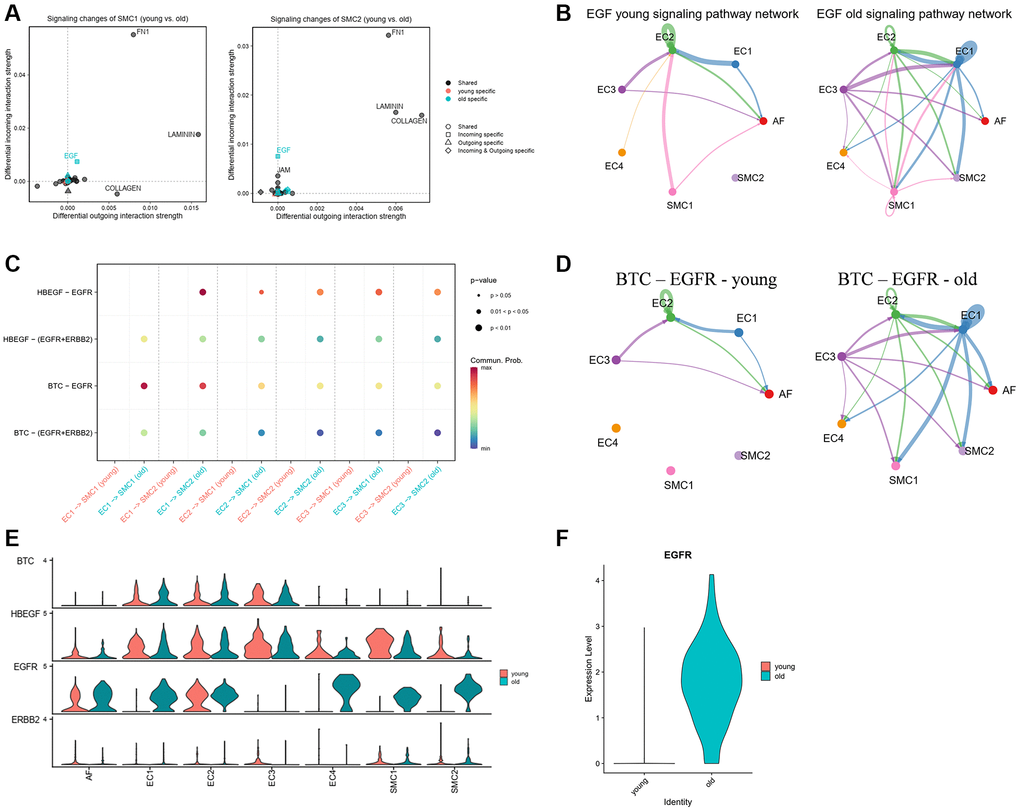 EGF signaling in young and old group. (A) Signaling changes of SMC1 and SMC2. (B) Circle plot of EGF signaling network in young and old group. (C) The communication probability of all the significant ligand-receptor pairs that contributed to EGF signaling. (D) Circle plot of BTC-EGFR ligand-receptor pairs in young and old group. (E) The expression of genes of EGF signaling pathway in each subpopulation and group. (F) The expression of EGFR in young and old group.