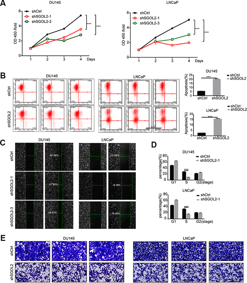SGOL2 deletion inhibited prostate cancer proliferation and migration. (A) Cell proliferation was measured by CCK8 assay at 24h, 48h, 72h, and 96h after transfecting with shSGOL2-1, shSGOL2-3 and the control group for 48h. (B) Apoptosis of prostate cancer was performed after knocking down SGOL2 (shRNA-3) for 48h. (C) Wound-healing assay presented the metastatic ability in shSGOL2-3 and shCtrl groups. (D) Cell cycle assay revealed the proportion of cells in different cell phases after transfection. (E) Transwell assay presented the migratory cells between shSGOL2-3 and the control group. *, P