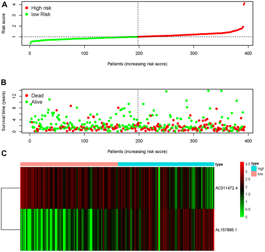 Starvation-related risk score model. The expression level of AL157895.1 (A) and AC011472.4 (B) in tumor tissues and adjacent normal bladder tissues. The heatmap of expression levels of AC011472.4 and AL157895.1 in the SRRSM (C).