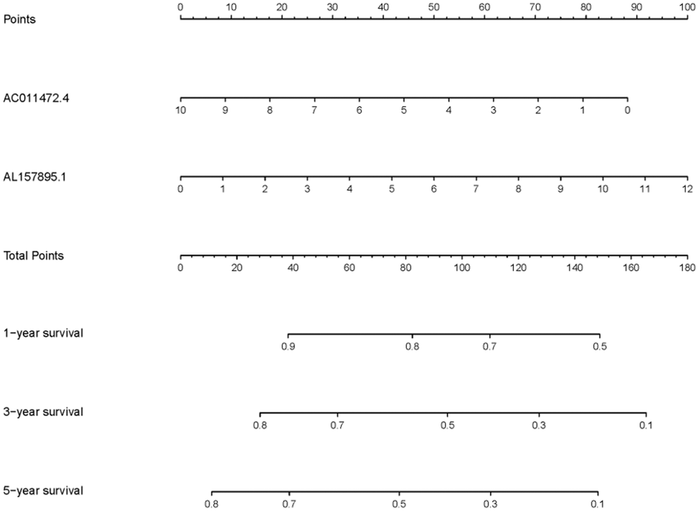 Clinical application of SRRSM. The nomogram of SRRSM could predict the 1-, 3- and 5-year survival probabilities of BCa patients.