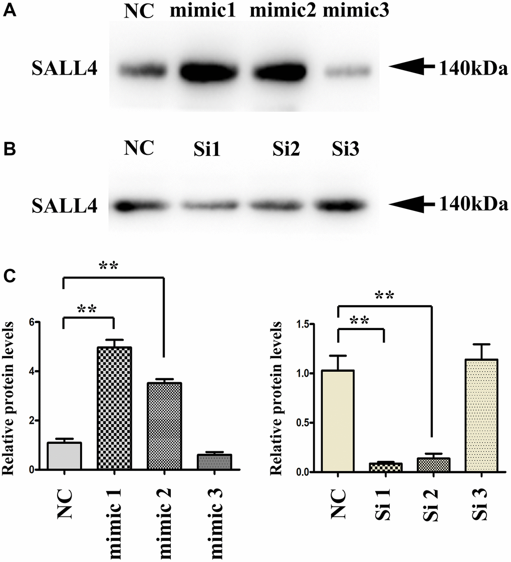 Transfection efficiency of SALL4 in hepatoma cell lines. (A and B) The protein bands after transfection with SALL4 mimic 1, 2, 3 and SALL4 Si 1, 2, 3. (C) The protein expression levels of SALL4 after transfection with SALL4 mimic 1, 2, 3 and SALL4 Si 1, 2, 3. n = 3/group, t test between two groups, and by one-way analysis of variance among groups. *p **p 