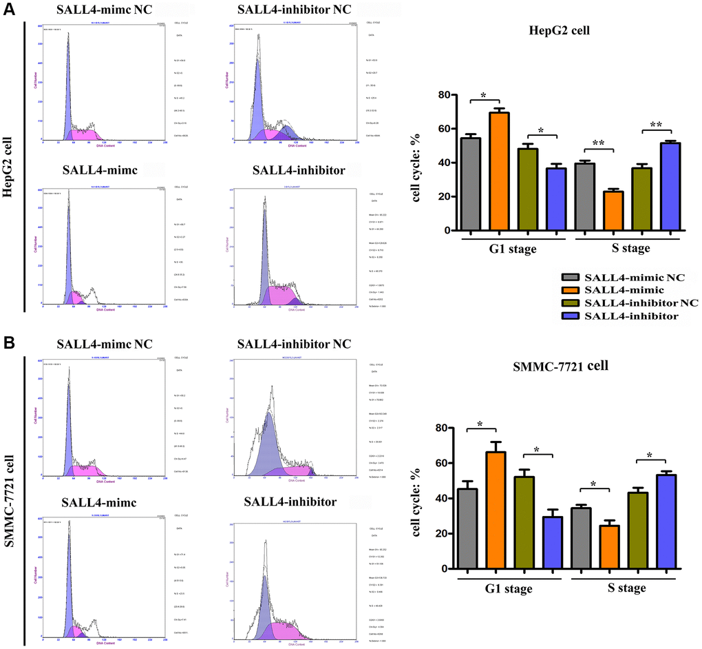 The effects of SALL4 on the proliferation of hepatic cancers tested by flow cytometry. SALL4 mimic inhibited the cellular ratio in G1 stage and increased the cellular ratio of S stage in both HepG2 (A) and SMMC-7721 cells (B); SALL4 inhibitor suppressed the ratio of G1 stage and increased the ratio of S stage in both HepG2 (A) and SMMC-7721 cells. n = 3/group, t test between two groups, and by one-way analysis of variance among groups. *p **p 
