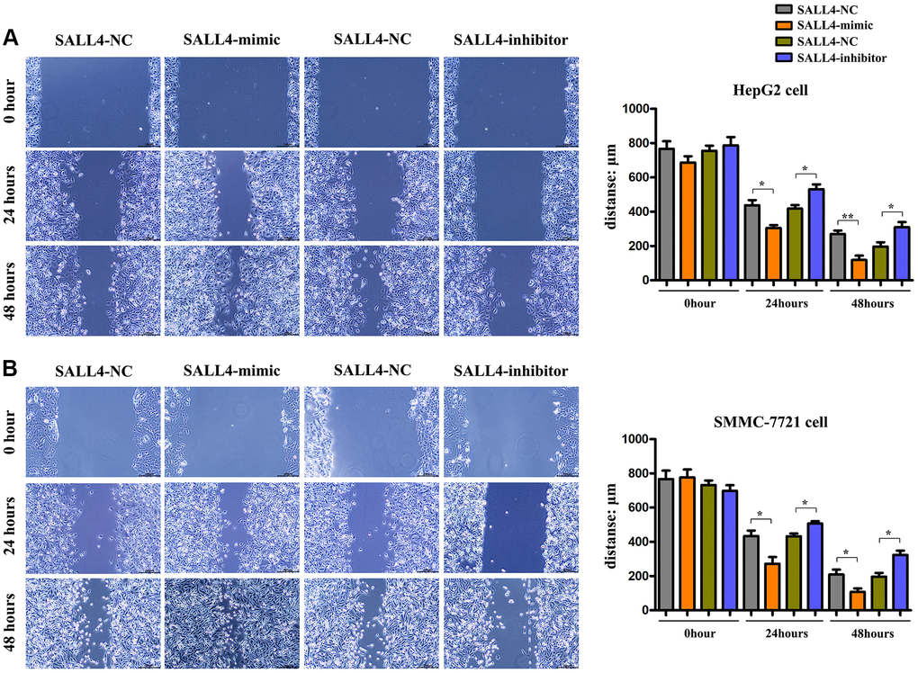The effects of SALL4 on the migrated capacity of hepatic cancers. Distances of cell migration in HepG2 (A) and SMMC-7721 (B) HCC cells at 0 h, 24 hs and 48 hs after scratch, and the higher expression of SALL4 (mimic) decreased the scratch distance and the inhibited expression of SALL4 (inhibitor) increased the scratch distance after 24 and 48 hs. n = 3/group, t test between two groups, and by one-way analysis of variance among groups. *p **p 