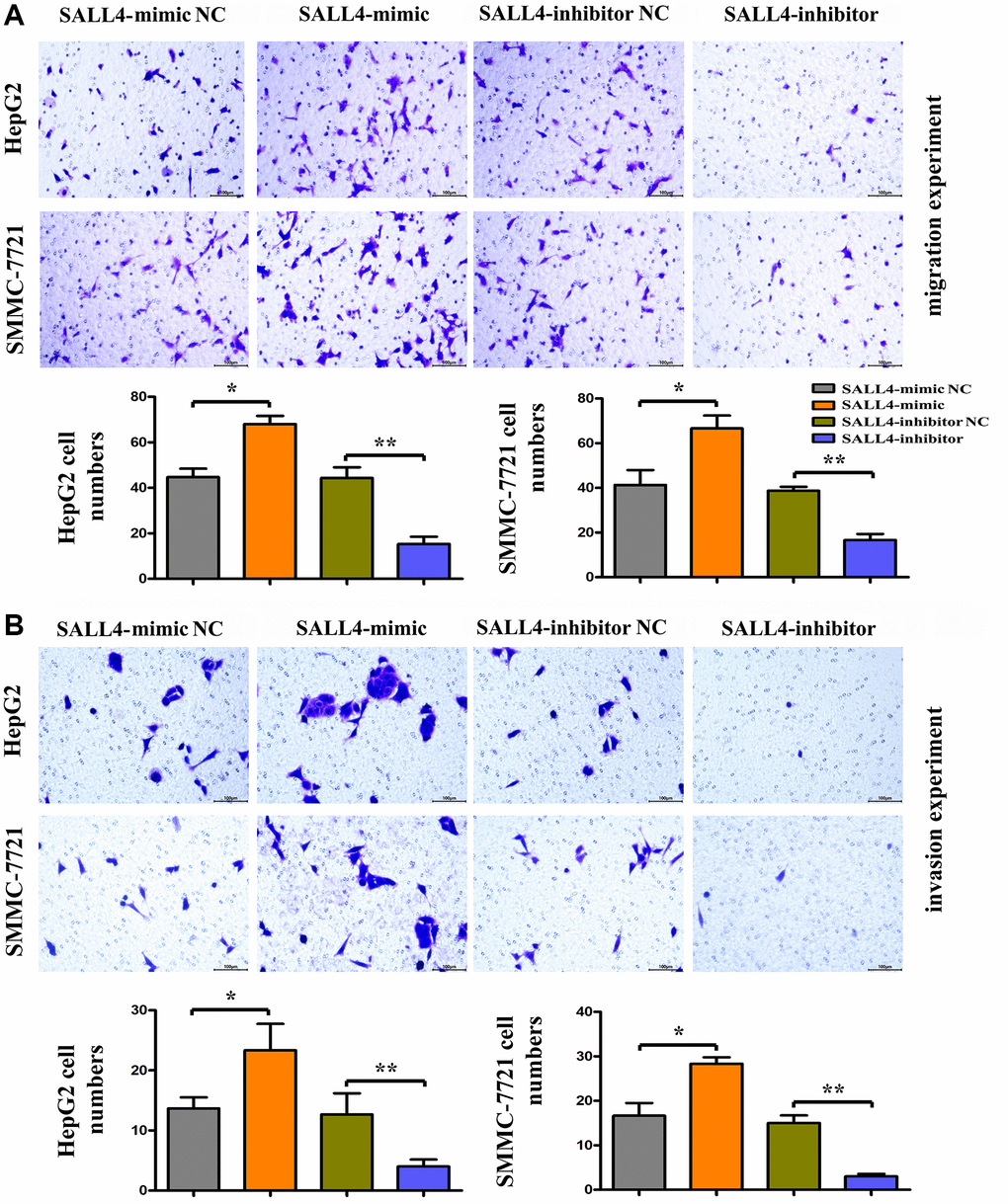 The roles of SALL4 on the metastatic and invasive ability of hepatoma cells in vitro. (A) Migration experiment was performed to detect the number of migration cells in HepG2 and SMMC-7721 HCC cells, the SALL4 mimic increased the migrated numbers and SALL4 inhibitor decreased migrated cell numbers; (B) Invasion experiment was used to detect the number of HepG2 and SMMC-7721 HCC cells crossing the basement membrane, the SALL4 mimic increased the numbers of invaded cells and SALL4 inhibitor suppressed the numbers of invaded cells in both HepG2 and SMMC-7721 cells. n = 3/group, t test between two groups, and by one-way analysis of variance among groups. *p **p 