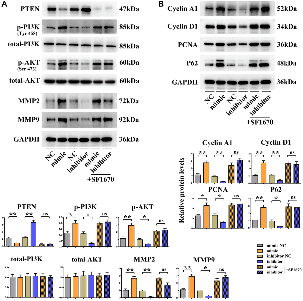 SALL4 promoted migrated and proliferative ability of hepatic cancer SMMC 7721 cells via modulating PI3K/AKT signals. (A) Changes in protein levels of PTEN, p-PI3K, p-Akt as well as total-PI3K, Akt and downstream proteins: MMP2 and MMP-9 in hepatoma cells, SALL4 mimic increased the phosphorylated-PI3K/AKT and MMP2, -9 consistent with decreased phosphorylated PTEN protein levels and the SALL4 inhibitor showed the opposite effects and SF1670 corrected these phenomenon or effects of SALLU. (B) Changes of protein expression levels of CyclinD, Cyclin A1, PCNA and P62 in hepatocellular carcinoma cells. n = 3/group, t test between two groups, and by one-way analysis of variance among groups. *p **p 