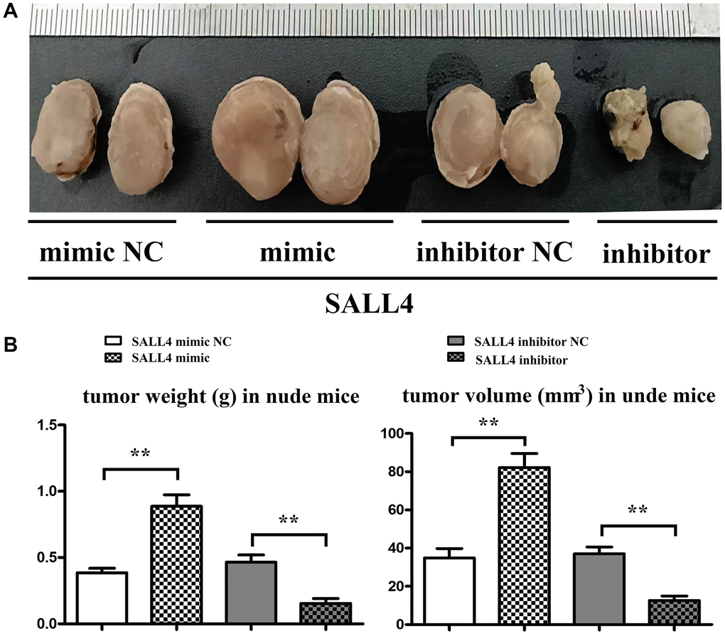 SALL4 increased the tumor progression in nude mice. (A) SMMC 7721 cells transfected with SALL4 mimic-NC, mimic, SALL4 inhibitor-NC and inhibitor were subcutaneous injected in nude mice; (B) Statistical data for tumor weight and volume. *p **p 