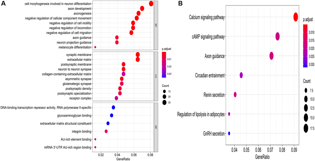 Underlying molecular functions of the target genes. (A) GO enrichment analysis and (B) KEGG pathway enrichment analysis of the target genes.