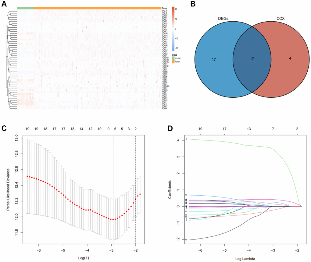 Identification of prognosis-related FOX family genes in KIRC. (A) FOX family genes expression profiles in tumors and adjacent normal tissues. (B) A Venn plot showing the differential expression of prognosis-related FOX family gens in KIRC tissues and adjacent non-tumor tissues. (C) Profiles of prognosis-related FOX family genes using Lasso coefficients. (D) Indicators of deviance and logarithms (lambdas).