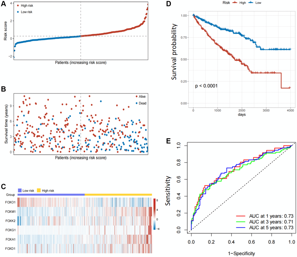 Establishment of prognosis model based on six FOX family genes in the training cohort. (A) KIRC patients’ risk scores in the training cohorts. (B) KIRC patients’ survival times in the training cohorts. (C) Correlation between the risk scores and six FOX family genes expression profile. (D) Survival analysis with Kaplan-Meier in the training cohorts. (E) AUC values of model at 1, 3, and 5 year OS in the training cohorts.