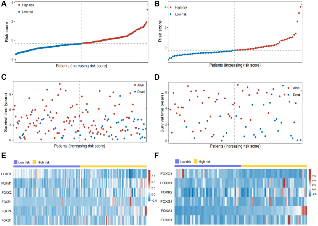 Validation of the six FOX family genes prognosis model. (A, B) KIRC patients’ risk scores in the internal and external testing cohorts. (C, D) KIRC patients’ risk scores in the internal and external testing cohorts. (E, F) Correlation between the risk scores and six FOX family genes expression profile.