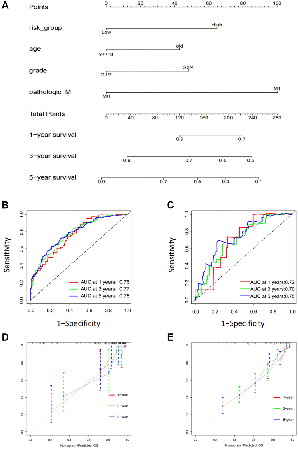 Construction of a six FOX family genes prognosis model-based nomogram. (A) A nomogram composed of clinicopathological factors including age, gender, age, M stage, as well as risk scores. (B) AUC values of nomogram at 1, 3, and 5 year OS in the TCGA cohorts. (C) AUC values of nomogram at 1, 3, and 5 year OS in the ICGC cohorts. (D) The calibration curves of nomogram in the TCGA cohorts. (E) The calibration curves of nomogram in the ICGC cohorts.