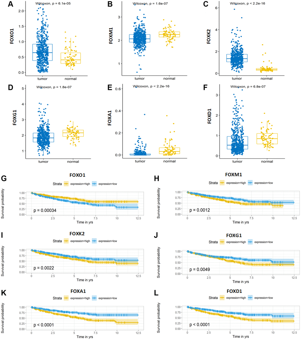 Expression and Kaplan-Meier survival analysis of the six FOX family genes. (A–F) A comparison of the expression levels of FOXO1, FOXM1, FOXK2, FOXG1, FOXA1 and FOXD1 in TCGA KIRC tumor tissue and adjacent normal tissue. (G–L) Kaplan-Meier curves for the six genes in the TCGA KIRC cohort.