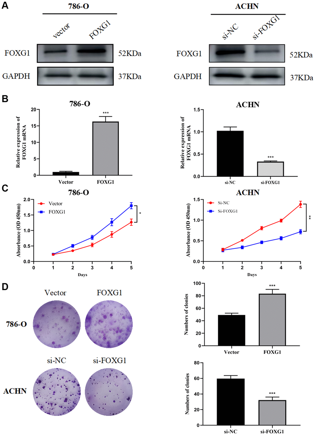 FOXG1 promotes proliferation of RCC cell lines. The efficiency of FOXG1 overexpression and knockdown was evaluated by western blot (A) and qRT-PCR (B) analyses. (C) Results of the CCK-8 assay on 786-O and ACHN cells following FOXG1 overexpression or silencing. (D) Results of colony formation assays on 786-O and ACHN cells after FOXG1 was overexpressed or knocked down. The data are presented as the mean ± standard deviation (SD) of experiments performed in triplicate. *p **p ***p 