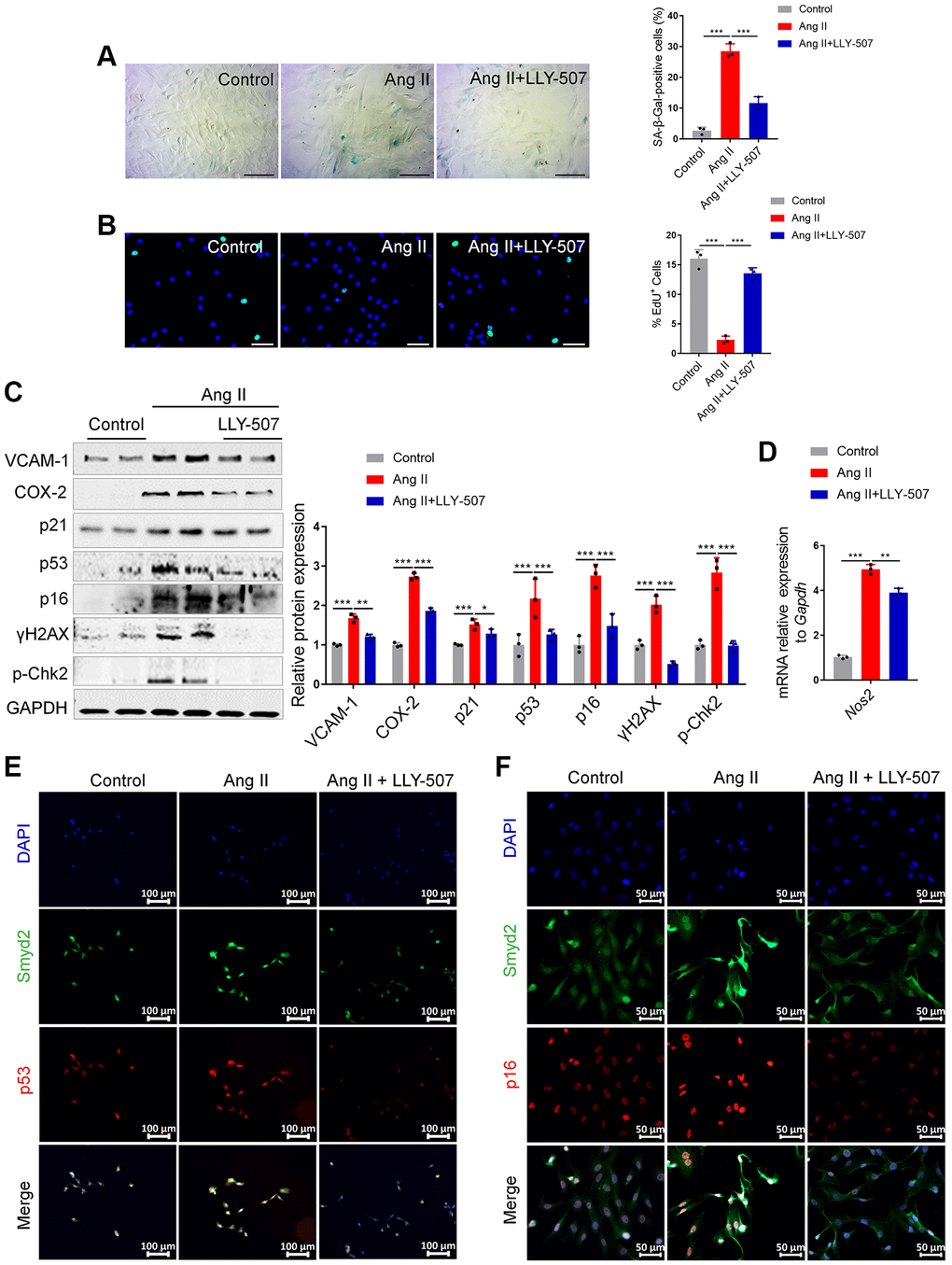 Inhibition of Smyd2 alleviates Ang II-induced senescence associated phenotypes in vitro. (A, B) SA-β-gal staining (A) and EdU incorporation (B) assays in Ang II-induced RAECs with LLY-507 (3 μM) pretreatment. Representative staining images are shown in the figure left, and the statistical analysis of positive cells is shown in the figure right. Scale bars, 100 μm. (C) Expressions of senescence markers (p53, p21 and p16), pro-inflammatory molecules (VCAM-1 and COX-2) and DNA damage markers (p-Chk2 and γH2AX) were detected by western blot analysis upon LLY-507 pretreatment in Ang II-induced RAECs. Representative western blot images are shown on the left, and the statistical analysis of relative protein expressions is shown on the right. GAPDH was used as the loading control. (D) The mRNA levels of Nos2 (encoding the iNOS protein) in Ang II-induced RAECs with LLY-507 pretreatment was examined by RT-qPCR. (E, F) Immunofluorescence double staining of Smyd2 and the senescence markers (p53 and p16) upon LLY-507 pretreatment in Ang II-induced RAECs. Scale bars, 100 μm or 50 μm. Data are presented as the mean ± SEMs, *p **p ***p n = 3).