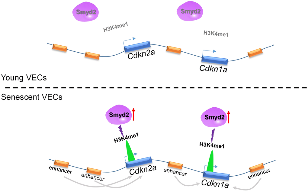 Ang II-induced Smyd2 upregulation activates enhancers adjacent to Cdkn2a (p16) and Cdkn1a (p21) genes by enhancing H3K4me1 enrichments and further promotes genes transcription, resulting in senescence-associated phenotypes and the development of vascular aging-related diseases.