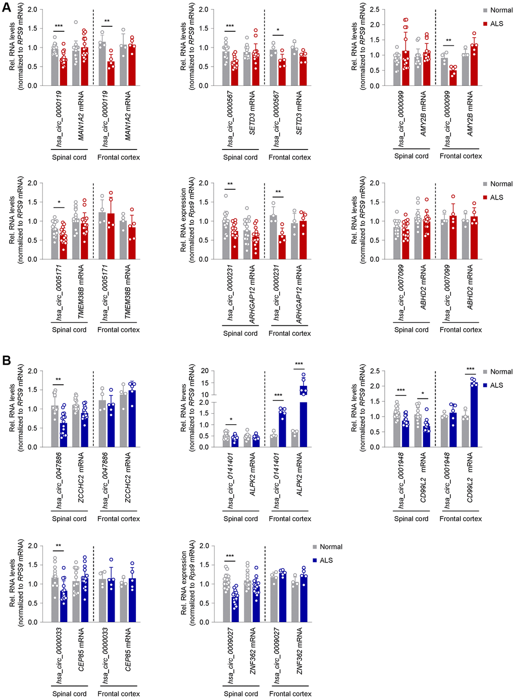 Expression patterns in ALS CNS of circRNAs previously validated as altered in ALS skeletal muscle. (A) Differential expression of a subset of circRNAs and linear counterparts in human spinal cord (cervical, thoracic, lumbar regions; n = 5 for each region in both normal and ALS samples) and frontal cortex (n = 4 normal and n = 5 ALS), that had been validated as being upregulated in ALS skeletal muscle in Figure 2A. (B) Differential expression of a subset of circRNAs and linear counterparts in human spinal cord (cervical, thoracic, lumbar regions; n = 5 for each region in both normal and ALS samples) and frontal cortex (n = 4 normal and n = 5 ALS), that had been validated as being downregulated in ALS skeletal muscle in Figure 2C. Data were normalized to RPS9 mRNA levels; p-values *p **p ***p 