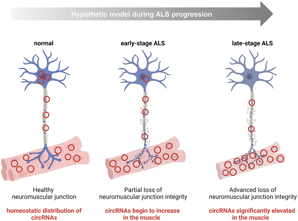 Hypothesis: some circRNAs mobilize within the motor neuron to the NMJ/muscle during the progression of ALS. For a handful of human circRNAs identified in this study, namely hsa