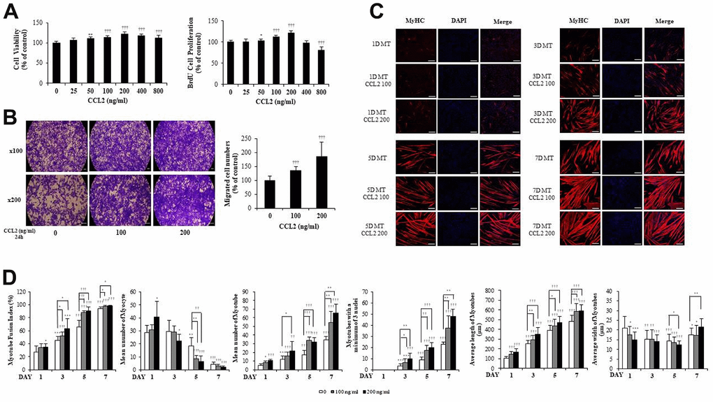 C-C motif chemokine ligand 2 (CCL2) promotes cell viability, proliferation, migration, and myogenesis in mouse C2C12 myoblasts (MBs). (A) MBs viability on Cell Counting Kit-8 (CCK-8) assay and MBs proliferation on 5-bromo-2′-deoxy-uridine (BrdU) assay. (B) MBs migration on Transwell migration assay. (C) MBs were differentiated into myotubes (MTs) with 2% horse serum after exposure to the indicated concentrations of recombinant CCL2 for the specified number of days. MTs were stained with anti-myosin heavy chain (MyHC) antibody, and the nuclei were counterstained with 4, 6-diamidino-2-phenyindole (DAPI). Scale bars, 100 μm. (D) Quantitative results per field are presented. Number of experiments (No.) of (A, D) = 4 times, respectively. No. of (B, C) = 6 times, respectively. Data are expressed as mean ± standard deviation (SD). (A, B) *PC, D) *P